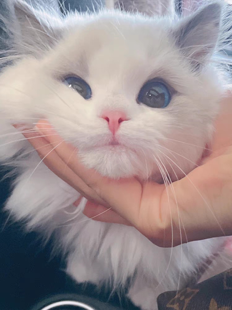 猫舍直销,批发价出售,超漂亮布偶猫